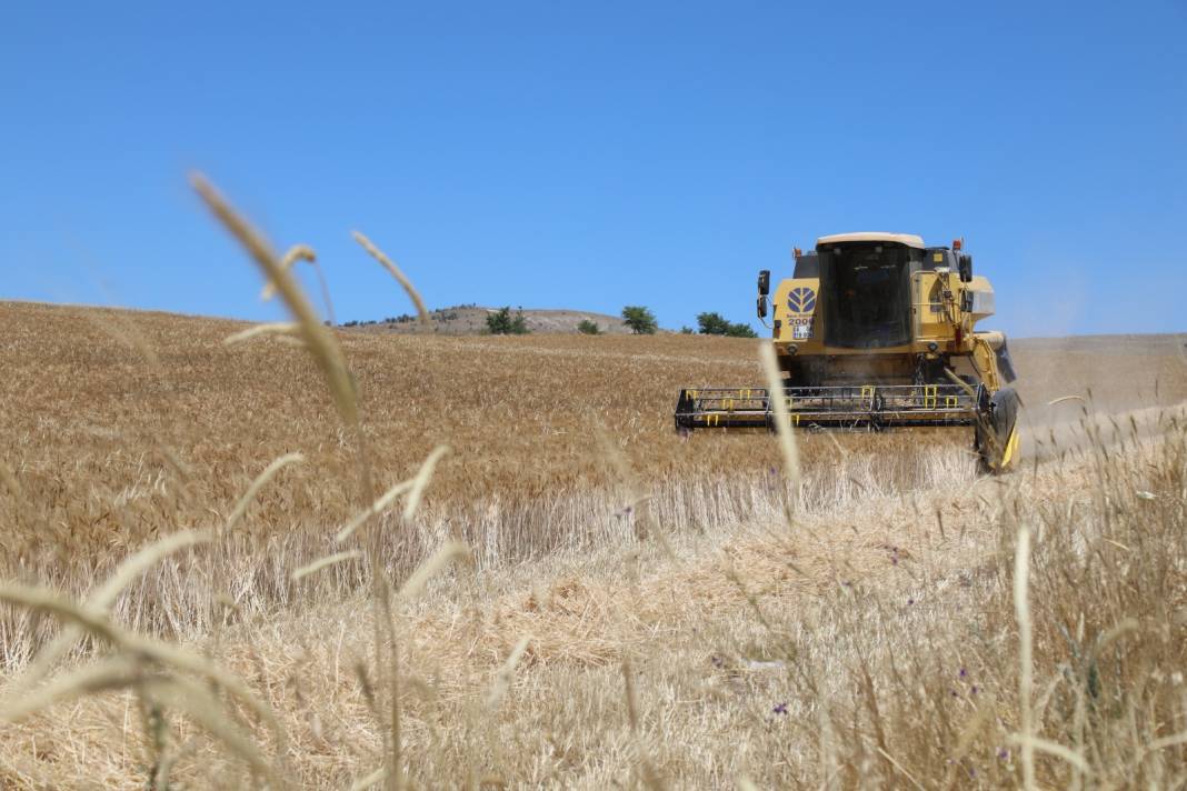 Altın Gibi Parlıyorlar: Bu Yıl Dönümünden 250-400 Kilo Hasat Bekleniyor 1